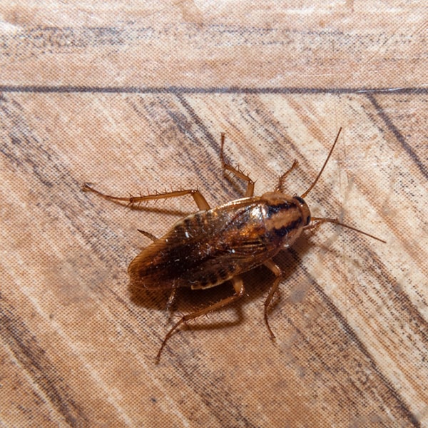 si encuentras excremento de cucarachas, manchas de alimentos o cascarones de huevo, es probable que necesites fumigaciones de cucarachas